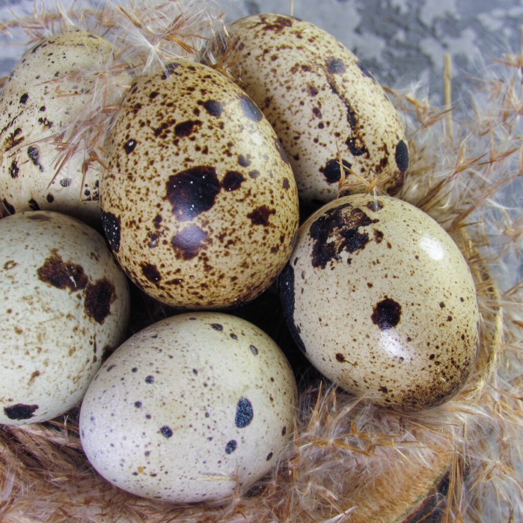 Quail eggs in nest on a counter